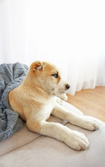 Central Asian Shepherd Puppy covered with blanket on the sofa