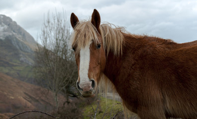 Wild Horse Portrait