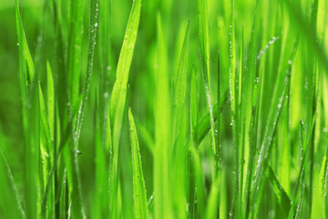 Naklejka na ściany i meble Wet grass after the rain, close up