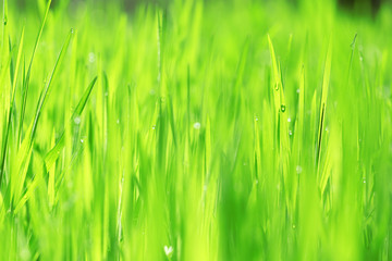 Wet grass after the rain, close up
