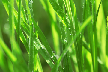 Wet grass after the rain, close up