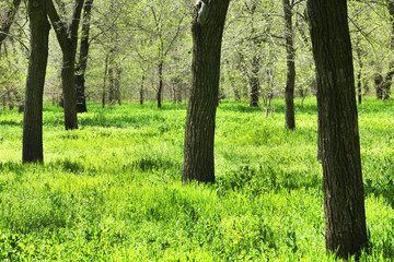 Nature green wood with trees and grass
