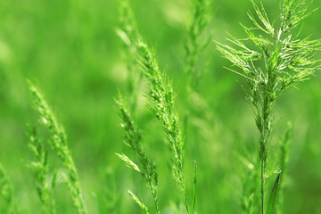 Fototapeta na wymiar Grass with spikelets, close up