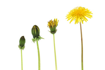 Obraz premium Flower bloom stages of dandelion , isolated on white