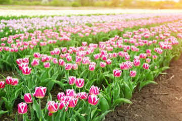 Beautiful colorful tulip fields