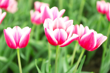 Beautiful colorful tulips