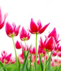 Beautiful colorful tulips