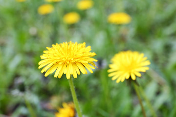 Dandelions on green meadow