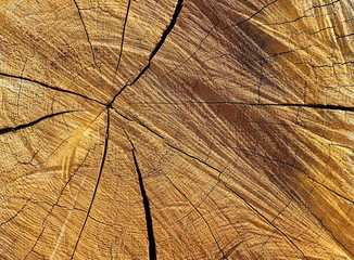 the texture of natural wood, radial rings