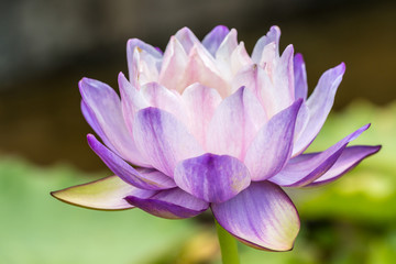 Purple water lily or lotus flower.