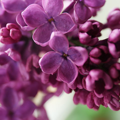 Branches of fresh lilac, closeup