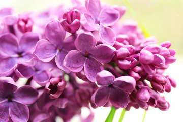 Branches of fresh lilac, closeup