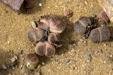Aizoaceae Lithops Aucampiae
