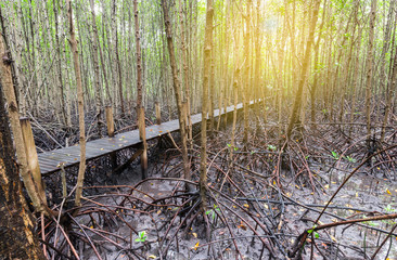 Mangrove forest with nature trail