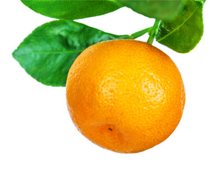 mandarine tree isolated on white