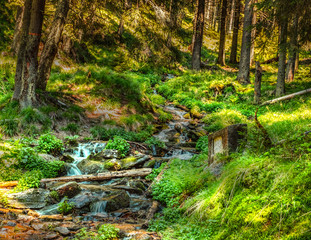 Obraz premium Lights in forest