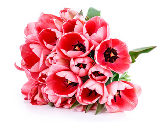 Bouquet of tulips isolated
