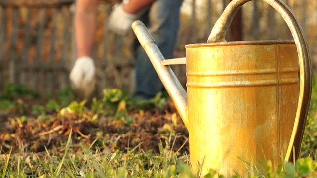 Evening shot of a man weeding garden beds with a watering can in the foreground