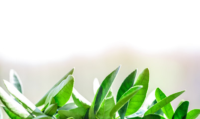 green leaves lemon pot