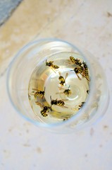 wasps in the glass of white wine