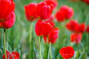 Fototapeta na wymiar red tulips field