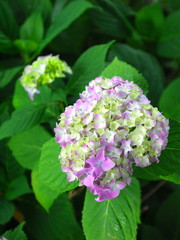 Fototapeta premium 紫陽花の花