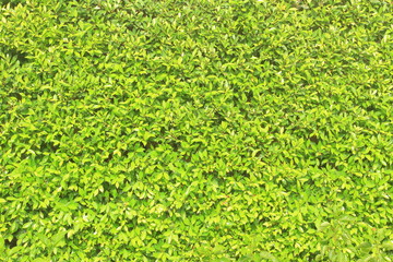 green banyan hedge, bush as wall panel