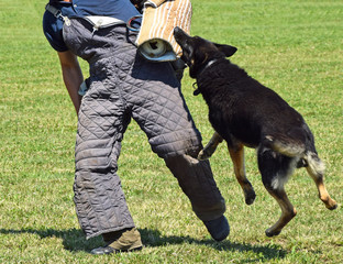 Police dog in training