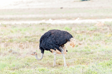 Male Ostrich in the Eastern Cape Karoo