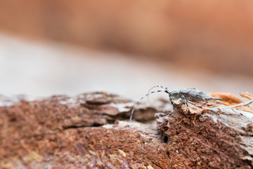 Timberman beetle, Acanthocinus aedilis on pine log