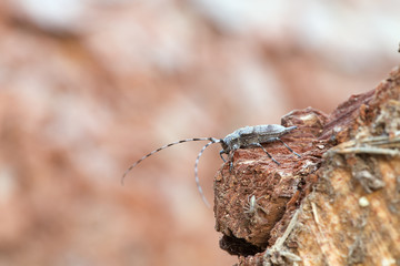 Timberman beetle, Acanthocinus aedilis on pine log