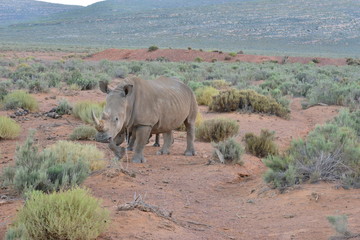 Obraz premium An Angry Rhinoceros on the Plains of South Africa