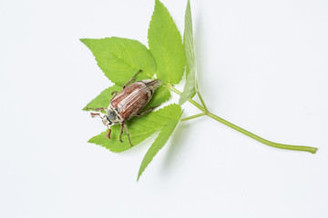 cockchafer on green leaf isolated