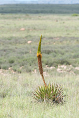 Unidentified flowering aloe