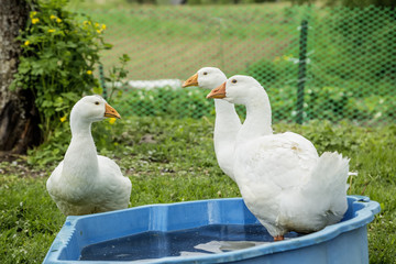 white geese and a blue bowl on the green grass