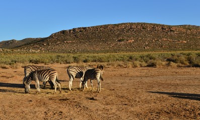 Zebra on the plains of South Africa
