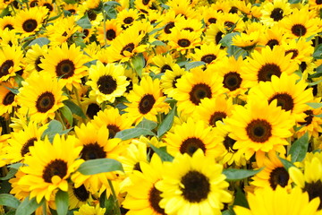 Obraz premium Sunflower