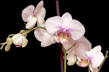 fleur d'orchidée en pot