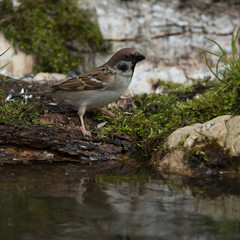 Sparrow (Passer domesticus) on the shore of the forest pond for