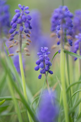 Wildflowers on green meadow for abstract natural background. Sha