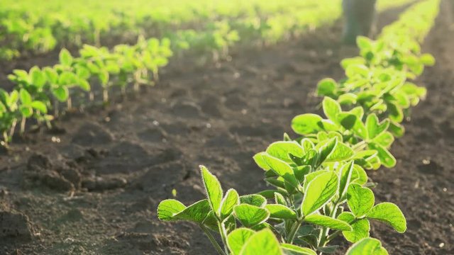 Responsible male farmer controlling soybean crops growth in cultivated field, man inspecting young soy bean plants on plantation.