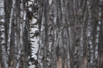 Einzelne Birke im Birkenwald