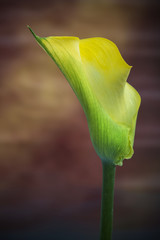 Obraz premium Beautiful macro close up image of colorful vibrant calla lily fl