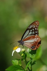 アサギマダラの吸蜜