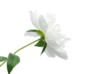 White peony flower isolated on white