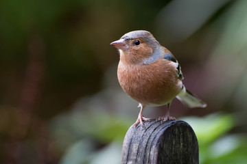 Common Chaffinch close-up