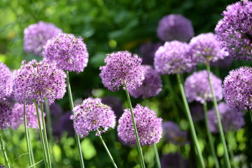 Obraz premium allium, mehrere lila Zierlauchblüten im Gegenlicht