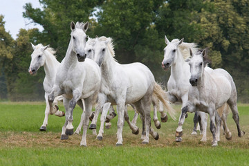 Obraz na płótnie Canvas Herd horses running on meadow