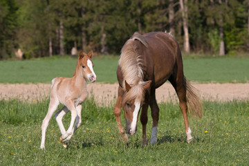 Naklejka na ściany i meble Pony mare with little foal