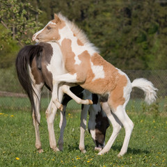 Obraz na płótnie Canvas Pony mare with little foal